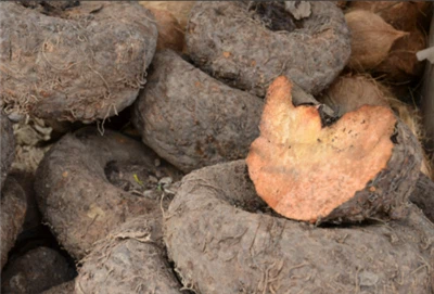 Коњац Глуцомманнан