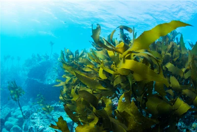 Натријум алгинат